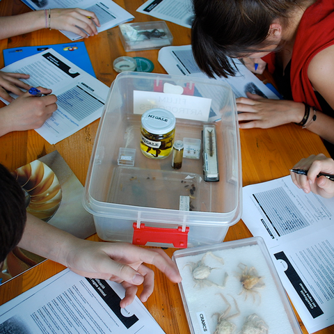 Teaching Science Through the Inquiry Process